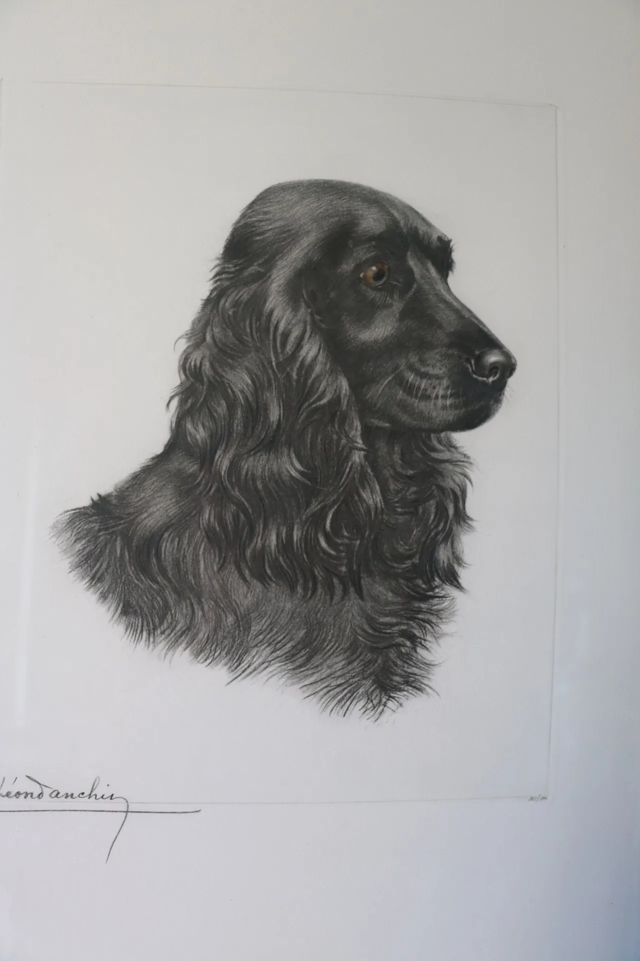 DANCHIN Léon (1887-1938), Gravure, "Cocker", 261/500, 33 x 26